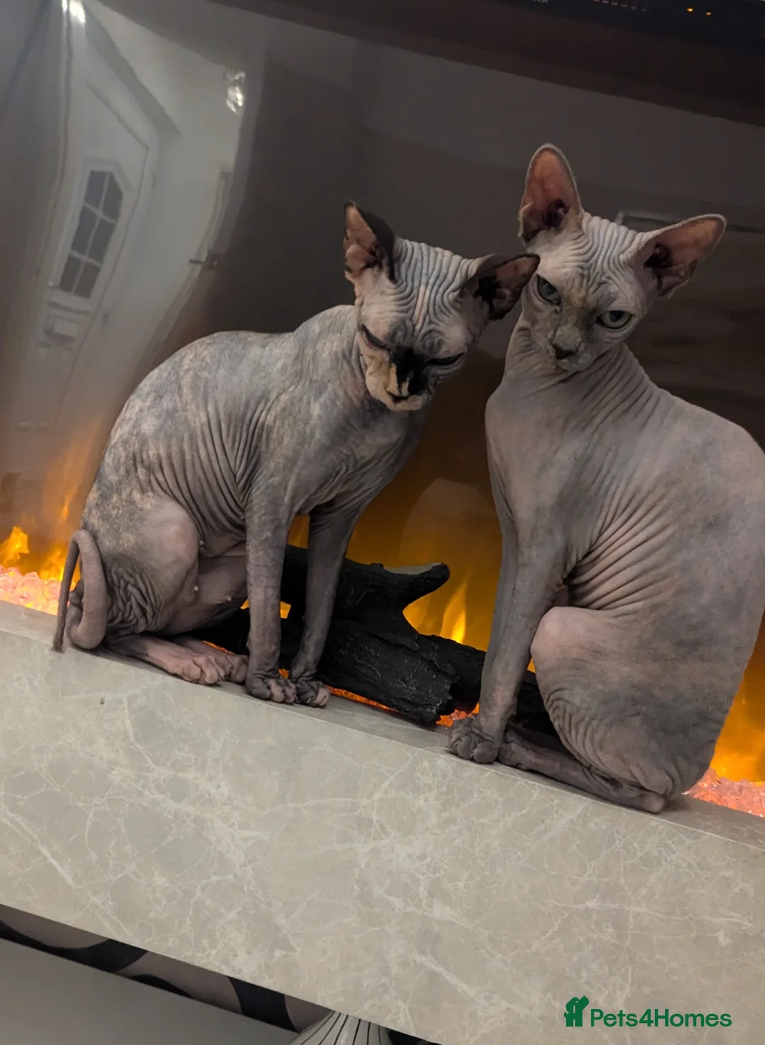 Sphynx cats for sale: Two female Sphynx for sale. Must go together! in Llanelli - Advert 1