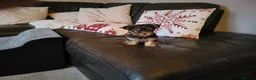 Yorkshire Terrier dogs for stud:  Chocolate Yorkshire Terrier For Stud Only in Blackburn - Advert 11