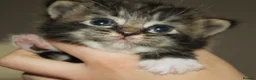 Ragdoll cats for sale: Ragcoon (Ragdoll X Maine Coon - Advert 9