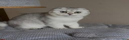 Scottish Fold cats for sale: Scottish fold and straight kittens  - Advert 21