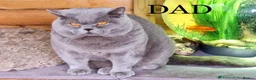 British Shorthair cats for sale: British Shorthair kittens to sell - Advert 3