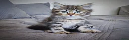 Siberian cats for sale: 🐾 Stunning Siberian cross Maine Coon Kittens 🐾 - Advert 21