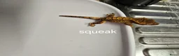 Gecko reptiles for sale: Baby Crested Geckos  - Advert 9