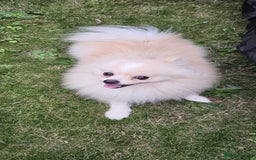 Pomeranian dogs for sale: Pomeranian for sale - Image 3