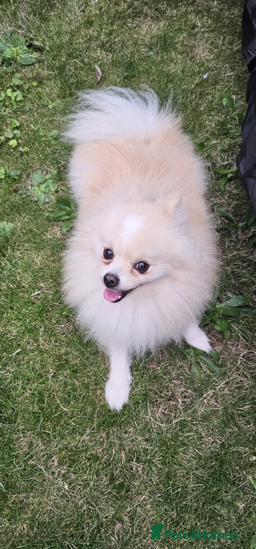 Pomeranian dogs for sale: Pomeranian for sale - Image 3