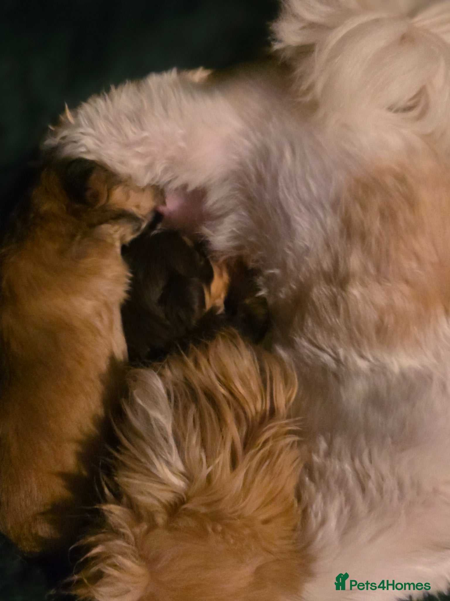 Shih Tzu dogs Stunning KC Reg imperial shih tzu puppies - Advert 2