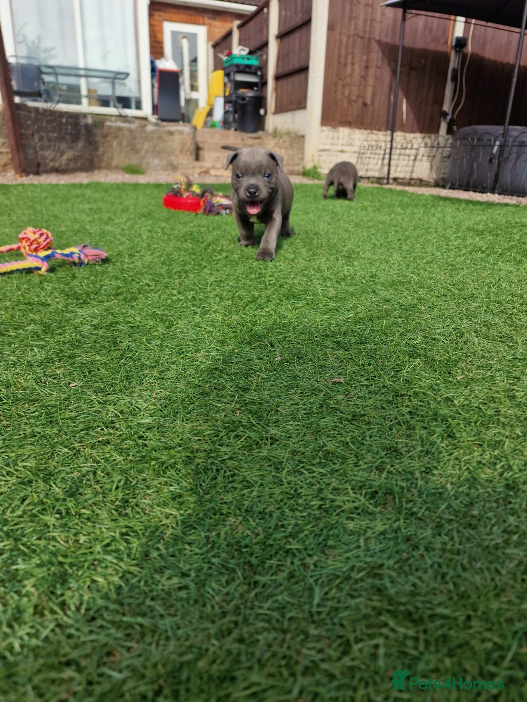 Staffordshire Bull Terrier dogs for sale: 2 female Blue Staffordshire Bull Terrier puppy KC - Image 12
