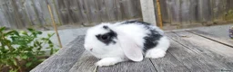 Mini Lop rabbits for sale: Mini Lop bunnies Pure Breed  - Advert 6