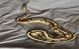 Python Snake reptiles for sale: Royal python with full set up - Image 4