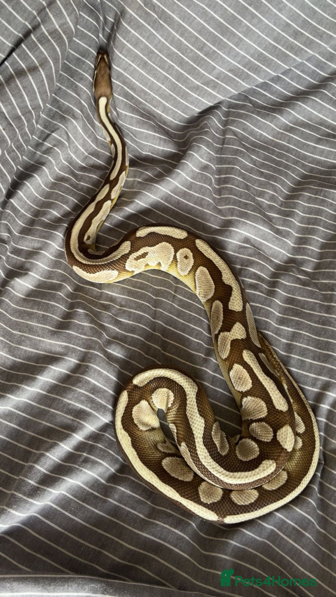 Python Snake reptiles for sale: Royal python with full set up - Image 4