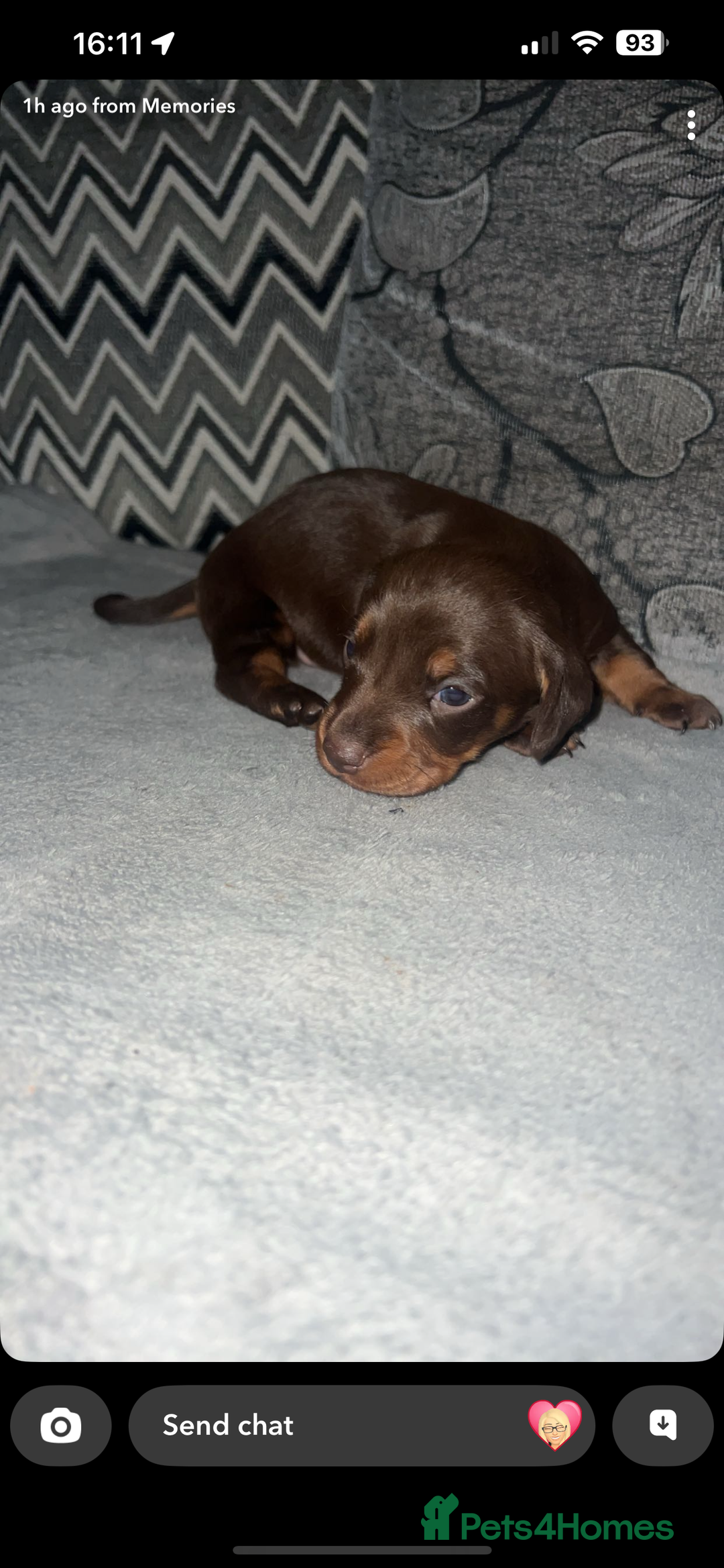 Miniature Dachshund dogs for sale: Mini dauchunds puppies - Advert 17
