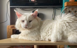 Maine Coon cats for sale: White Maine Coon boy  - Image 9