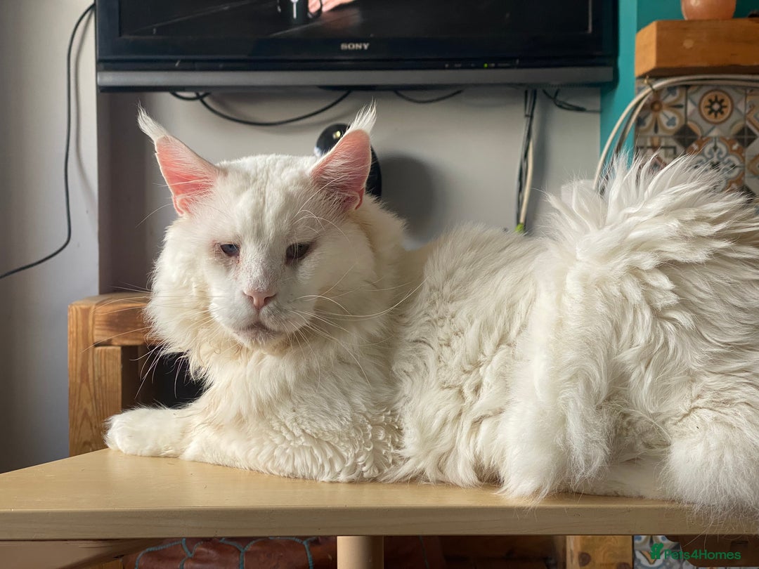 Maine Coon cats for sale: White Maine Coon boy  - Image 9