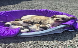 Lhasapoo dogs for sale: Lhasa Apso Puppies  - Image 1