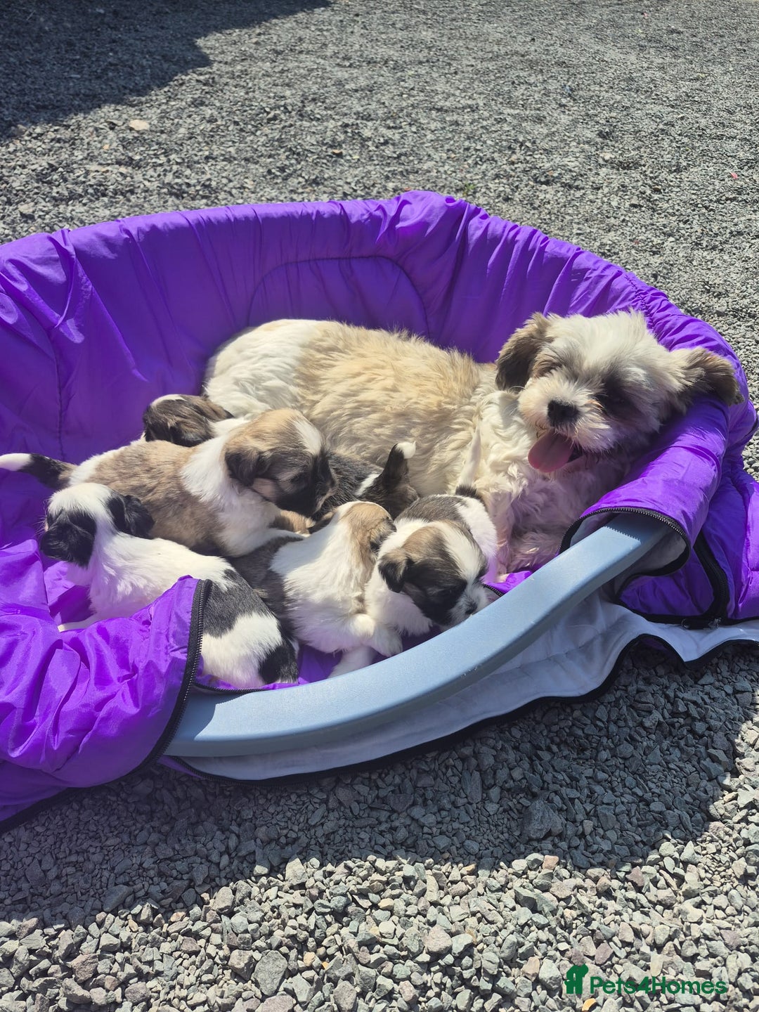 Lhasapoo dogs for sale: Lhasa Apso Puppies  - Image 1