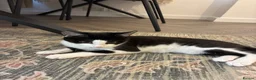Mixed Breed cats for sale: British shorthair,mix Kitten  in London - Advert 1