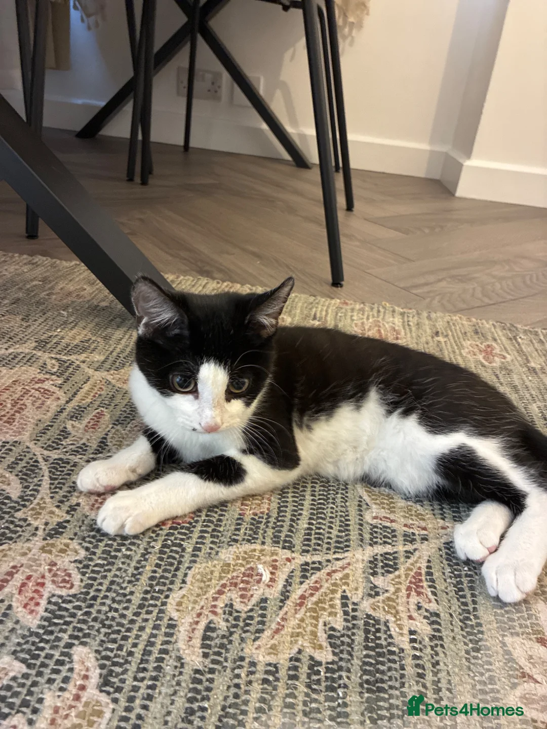 Mixed Breed cats for sale: British shorthair,mix Kitten  in London - Advert 1