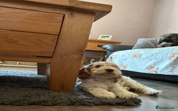 Cockapoo dogs for sale: Fully vaccinated cockapoo puppy  - Image 4