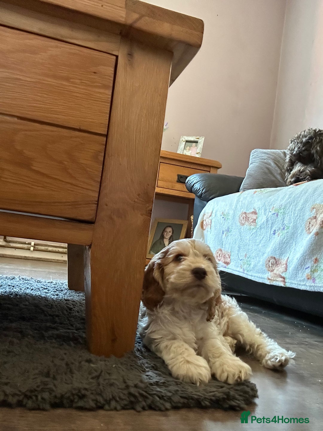 Cockapoo dogs for sale: Fully vaccinated cockapoo puppy  - Image 4