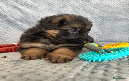German Shepherd dogs for sale: K/C Registered German Shepherd Puppies  - Image 20