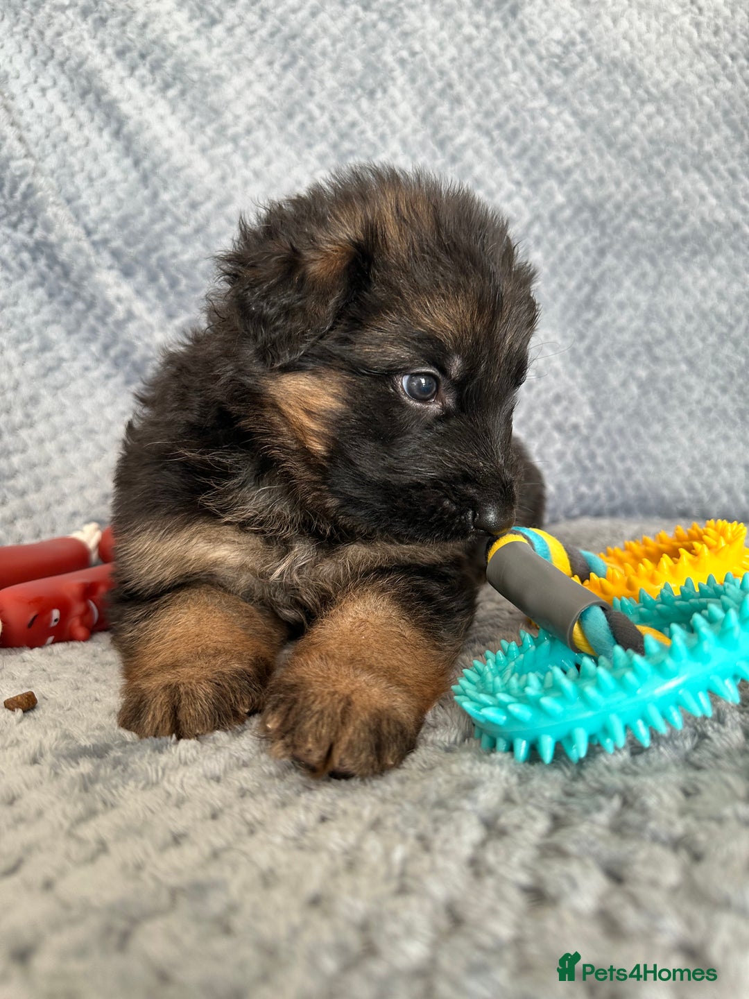 German Shepherd dogs for sale: K/C Registered German Shepherd Puppies  - Image 20