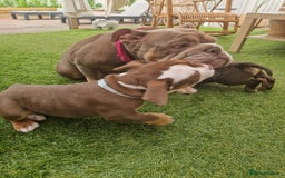 Mixed Breed dogs for sale: 3 Old English bulldog boys £1500  - Image 12