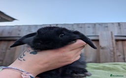 English Lop rabbits for sale: Baby Rabbits - Image 3