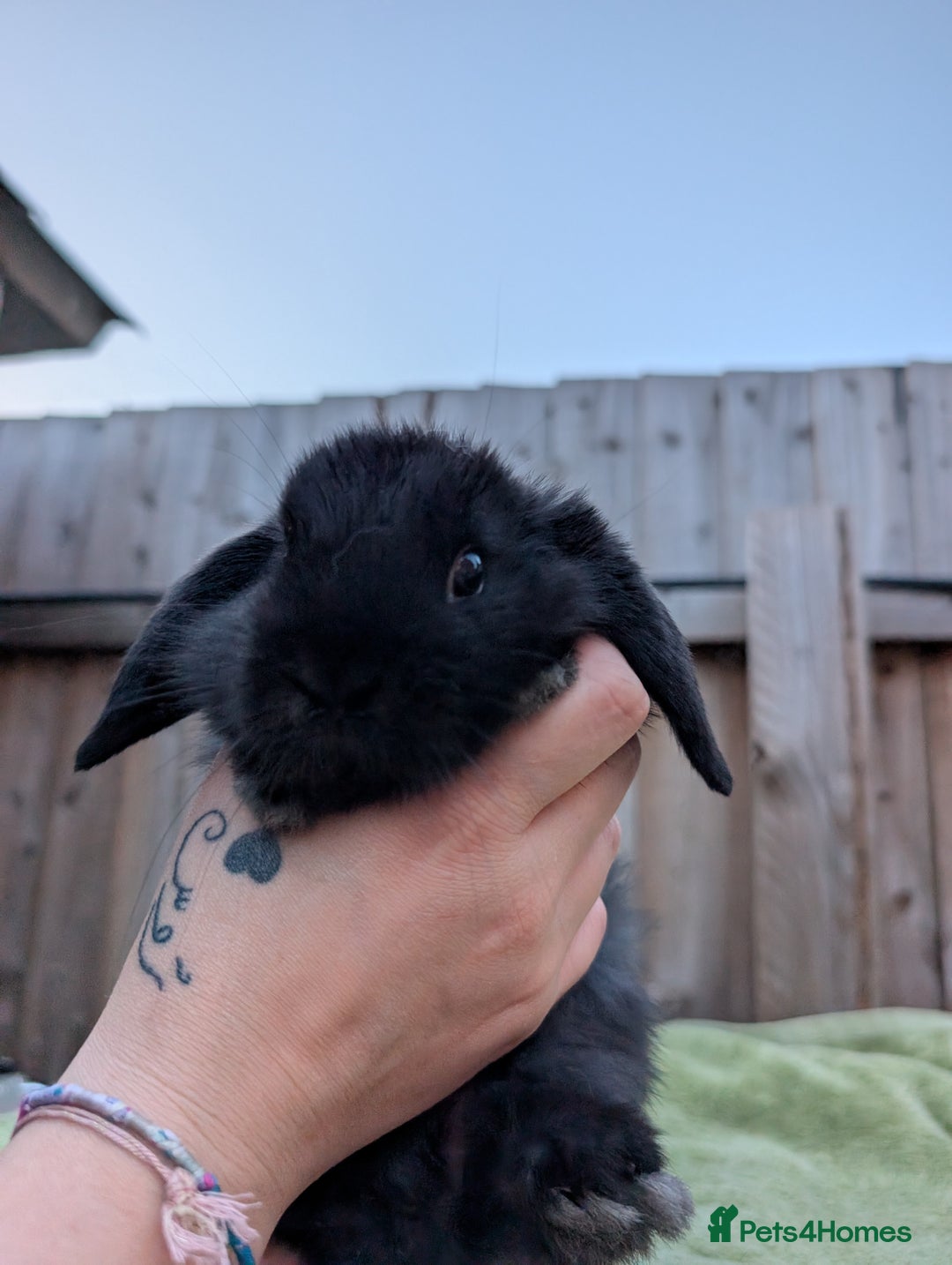 English Lop rabbits for sale: Baby Rabbits - Image 3