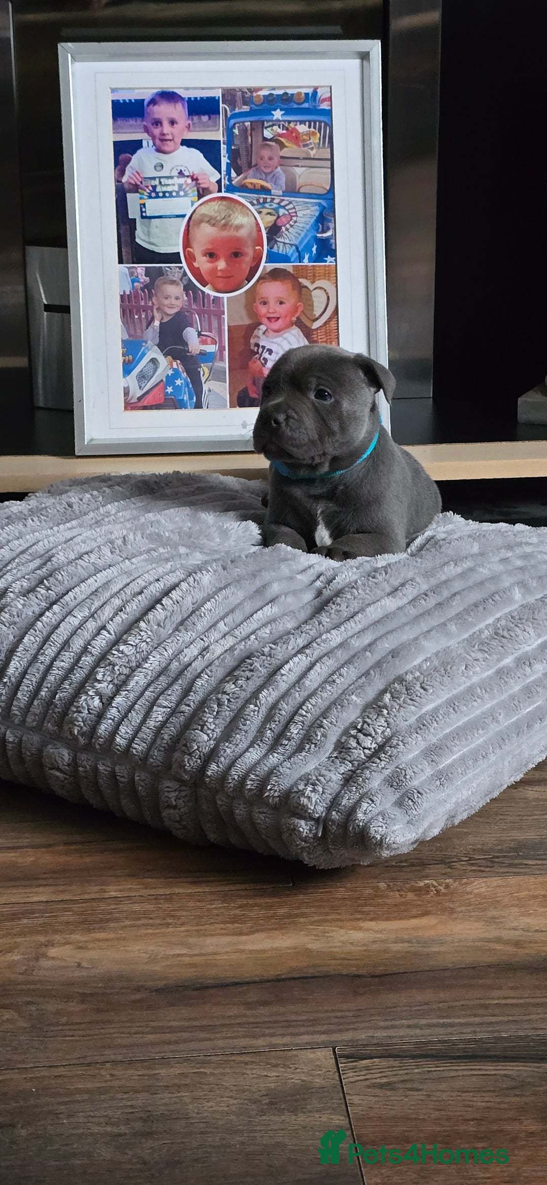 Staffordshire Bull Terrier dogs for sale: 4 beutiful blue staffies dad and mum kc  - Advert 15