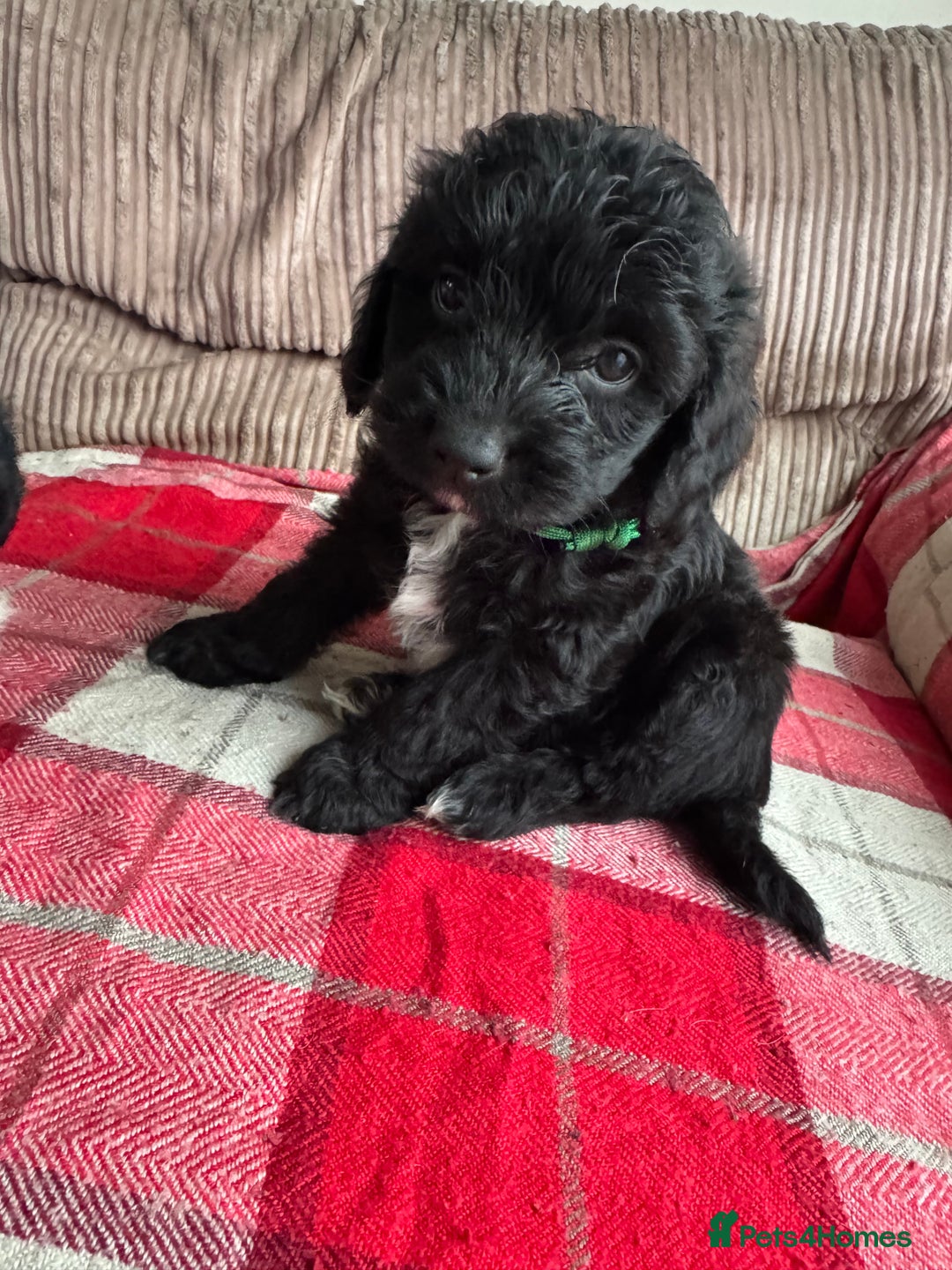 Mixed Breed dogs for sale: 7 Spinger cross Shihpoo puppies - Advert 8