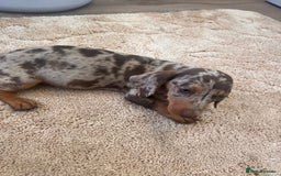 Dachshund dogs for sale: Dachshund pups - Image 1