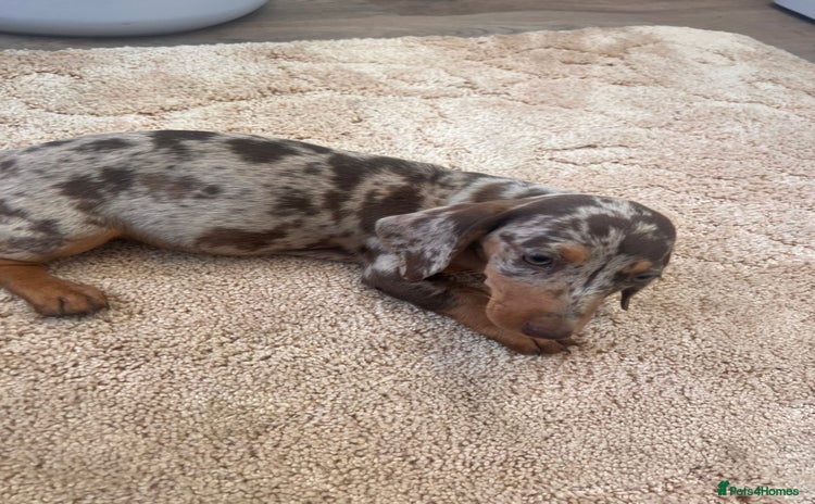 Dachshund dogs - Advert 1