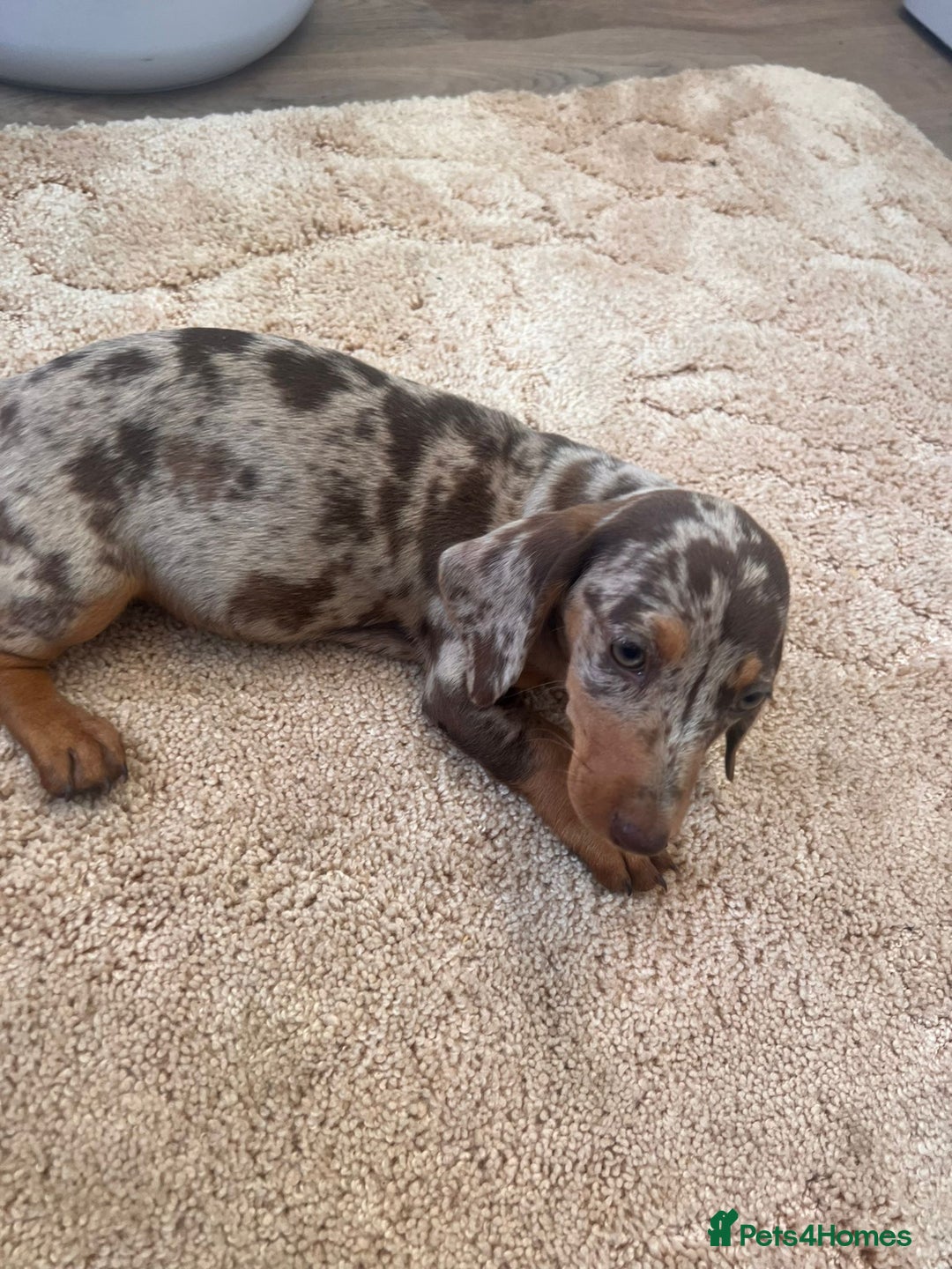 Dachshund dogs for sale: Dachshund pups - Image 1