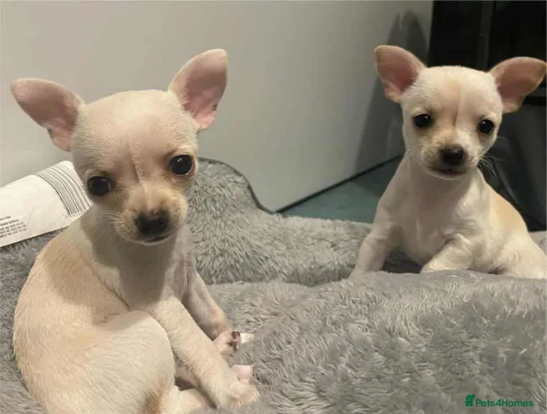 Chihuahua dogs for sale: Chihuahua Puppies available for sale in London - Advert 1