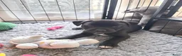 Staffordshire Bull Terrier dogs for sale: Stunning staffy's - Advert 7