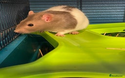 Rat rodents for sale: 2 male rats for rehoming  - Image 2