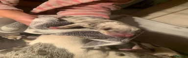 American Bully 3