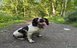 English Springer Spaniel dogs for sale: Working English springer spaniel - Image 5