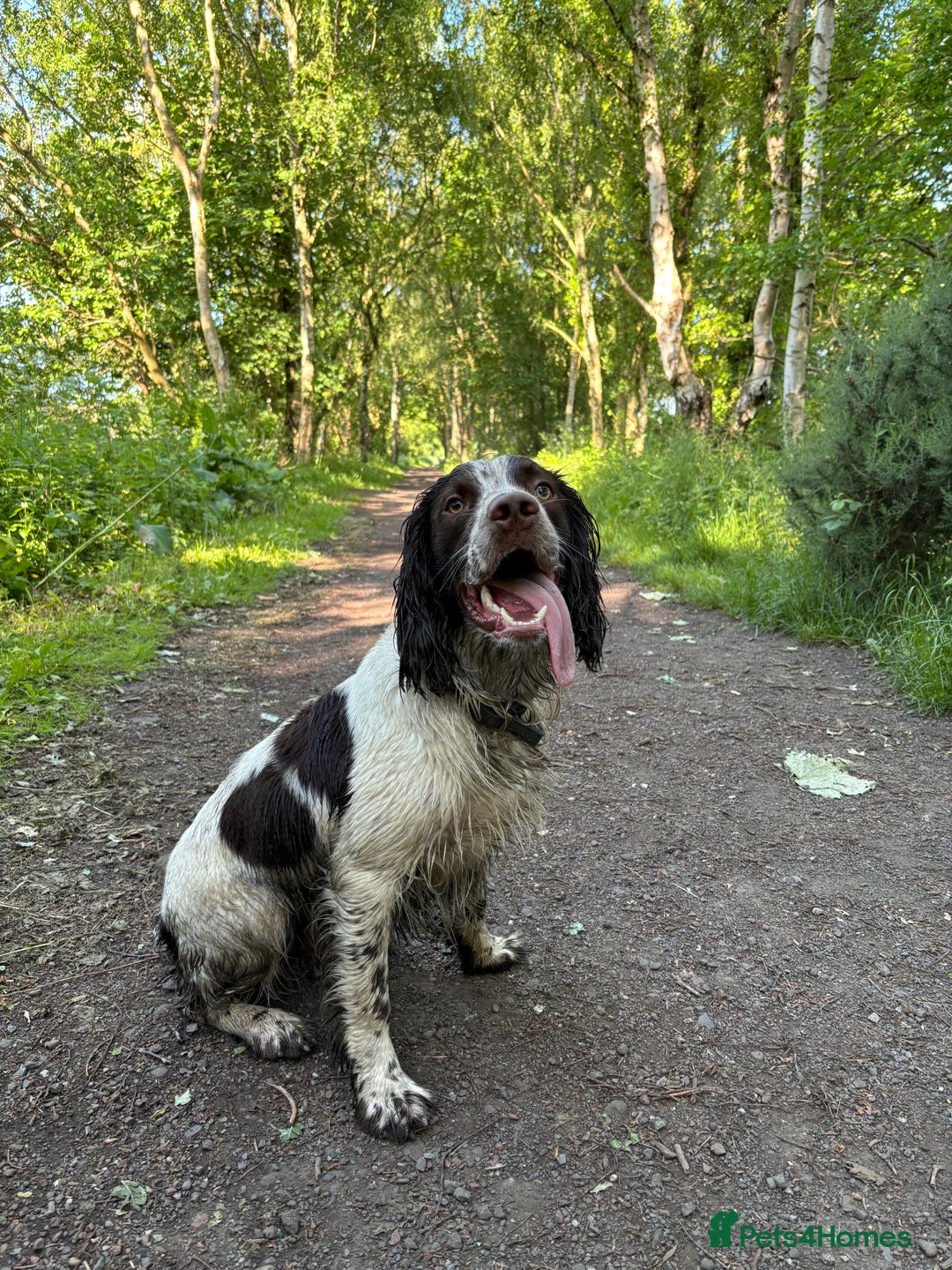 English Springer Spaniel dogs for sale: Working English springer spaniel - Image 5