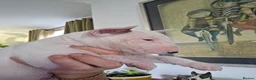 Bull Terrier dogs for sale: Outstanding Quality Bull Terrier Puppies - Advert 15