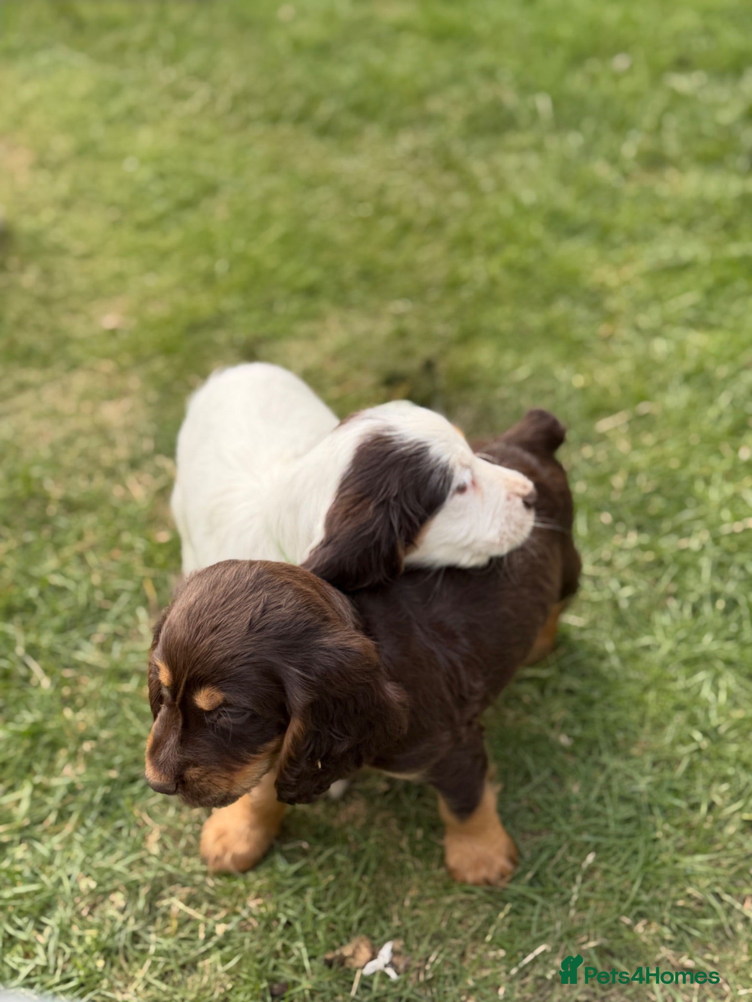 Sprocker dogs 🐾last THREE Sprocker puppies READY THURSDAY🐾 - Advert 5