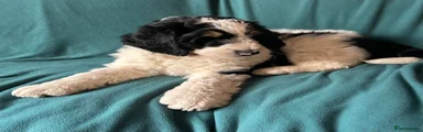 Bernedoodle Puppy 6
