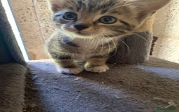 Mixed Breed cats for sale: Tabby girl - Image 2