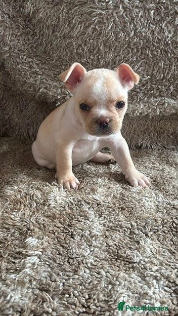 French Bulldog dogs 6 Week KC Reg French Bulldog Pups|Fluffy&Pink carr - Advert 16