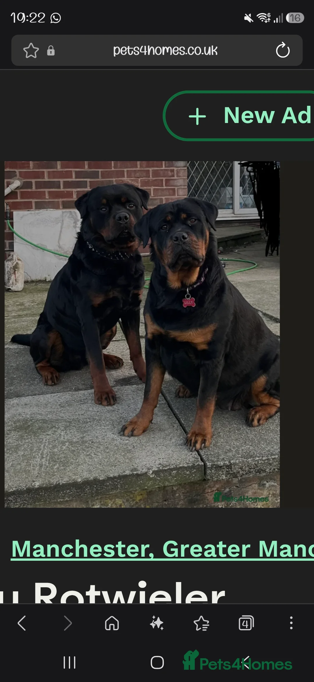 Mixed Breed dogs for sale: Rottie / Terrier mix in Hyde - Advert 2