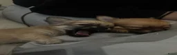 Pomchi dogs for sale: Pomchi Puppies - Advert 12