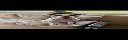 Olde English Bulldogge dogs for sale: Nova  - Advert 5