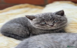 British Shorthair cats for sale: British Short Hair Kittens  - Image 2