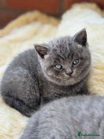 British Shorthair cats - Advert 4