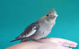 Cockatiels birds for sale: Hand reared semi tame DNA sexed baby cockatiel  in Worthing - Image 22